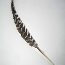 Photograph of a quill pen